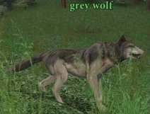 Grey wolf