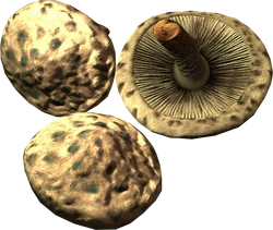 Scaly pholiota