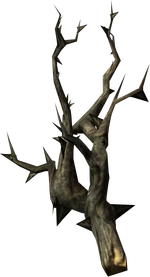Canis root