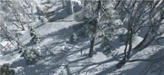Snow covered forest in the Frontier