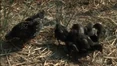 Chicks