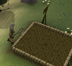 Grim Tales beanstalk growth