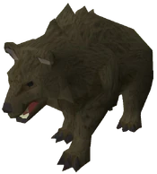 Grizzly bear