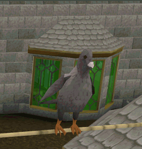 Pigeon preening
