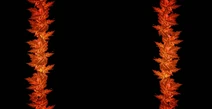 Wiki-background