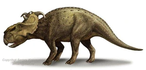 PachyrhinosaurusSK
