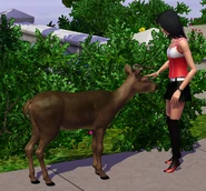 Petting deer