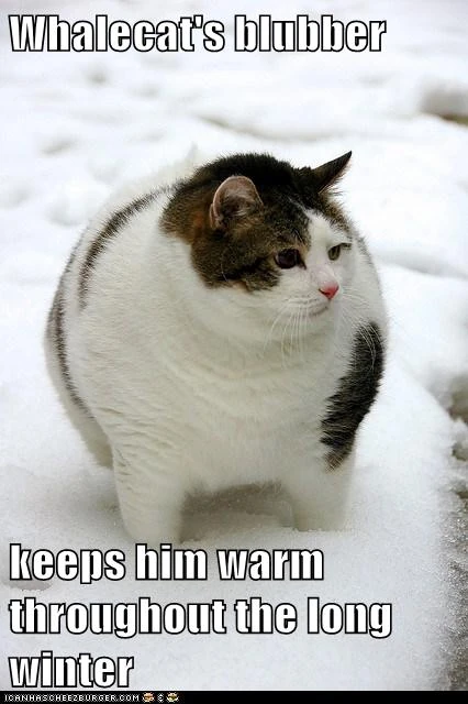 Whalecat