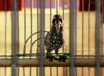 Claymated Bird
