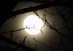 Twigs with moon