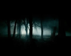 Dark forest