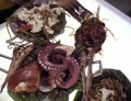Klingon cuisine.jpg