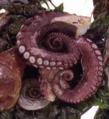 Klingon octopus.jpg