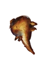 RootofAconite.png