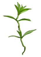 Fluxweed