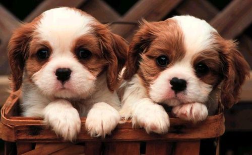 Puppies Pictures