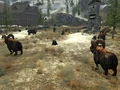 Bighorners Jacobstown.jpg
