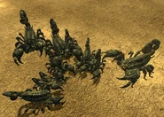 Scorpions at burrow