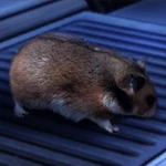 Creatures Space Hamster
