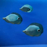 Creatures Fish