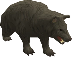 Black bear