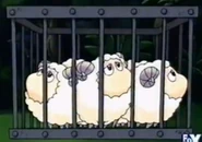 Sheep Caged