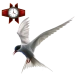 Item arctictern 01