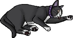 Patch (KP).kittypet
