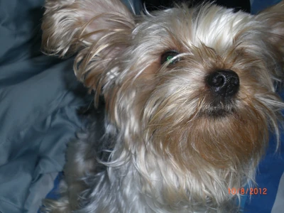 Muffi
