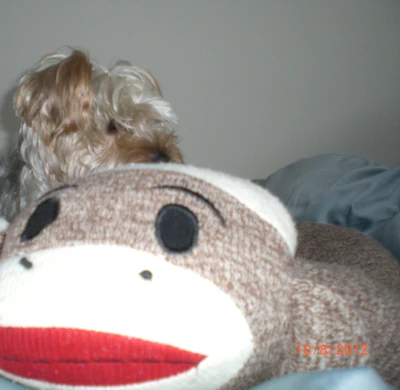 Mokiinbed