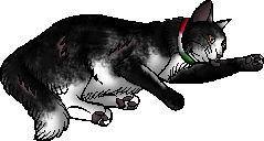 Jay.kittypet