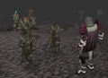 CyrisusTuraelGhommalDie.png