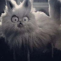 Mr Whiskers