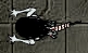 Choker in SAS2