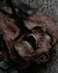 Caminante Calavera.jpg