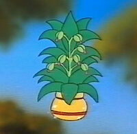 Wish plant
