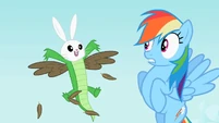 Rainbow Dash sees the bunny, owl and crocodile hybrid S2E07