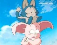 Puar y Oolong