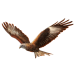 Item redkite 01