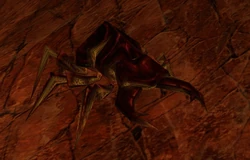 Giant Fire Beetle