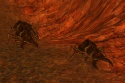 Giant Flame Beetle