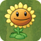 Giant Sunflower2