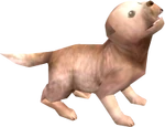Perro TP