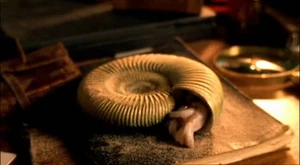1x1ammonite