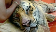 LifeofPi-08