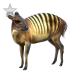 Item zebraduiker silver 01