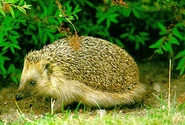 Herisson