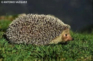 Img 2