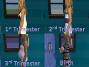 Pregnancy Cycle