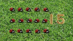 15-Ladybugs
